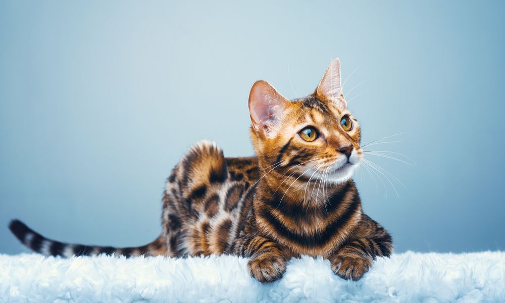 Un chat du bengale, une race qui ressemble à une panthère est allongé au centre de l'image. Il regarde vers la droite. Le fond est bleu.