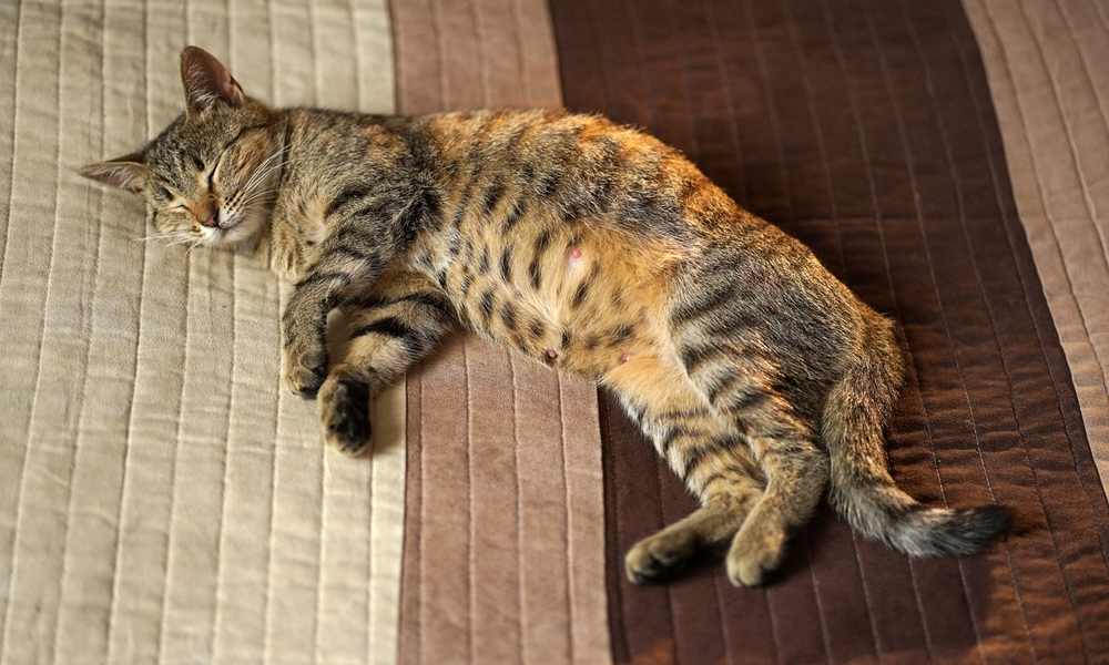 Un chat en pleine gestation est entrain de dormir car elle est enceinte et se repose pour le bien-être de ses chatons.