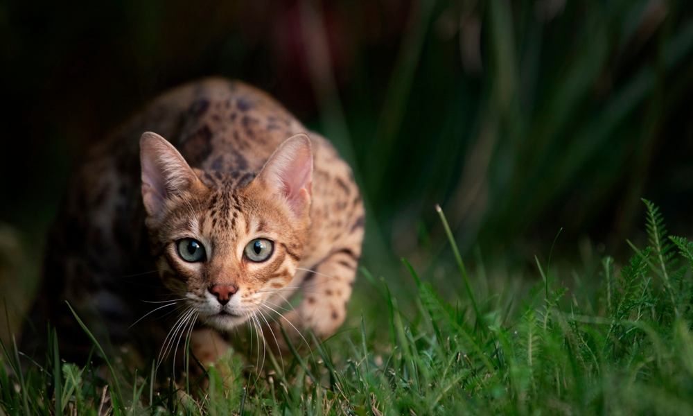 Un chat leaopard ou chat bengal est au centre gauche de l'image. Le chat tacheté à l'air de chasser dans la nature tel un grand félin.