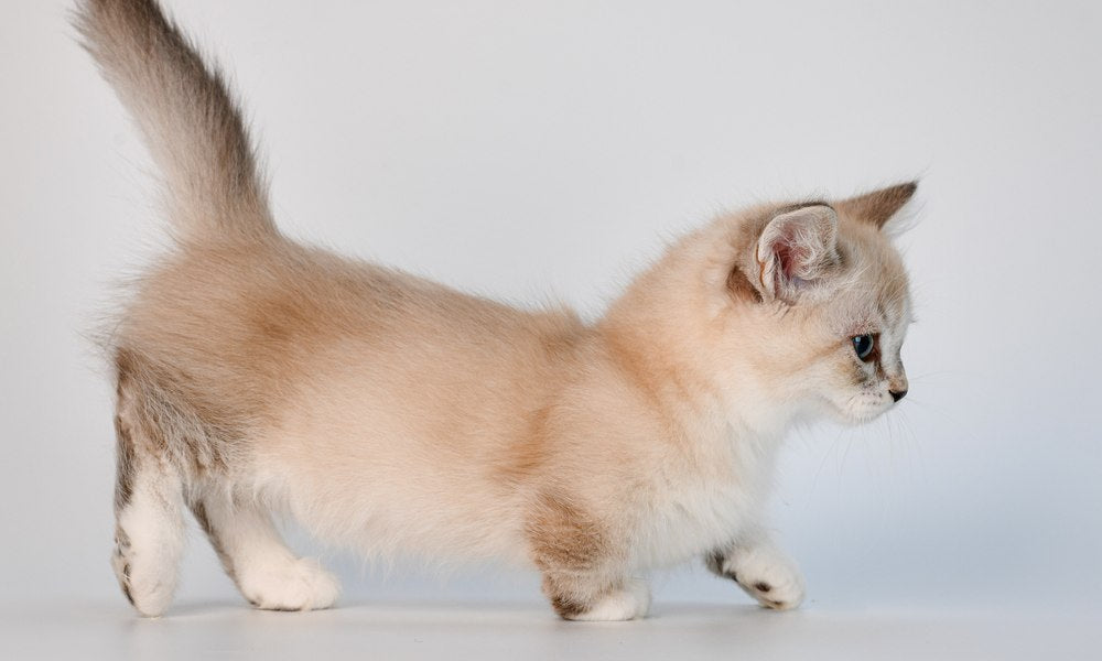 Un chat mignon tout petit, blanc et beige est au centre de l'écran. Il regarde vers le droite de l'image et a des toutes petites pattes. Le fond est blanc.