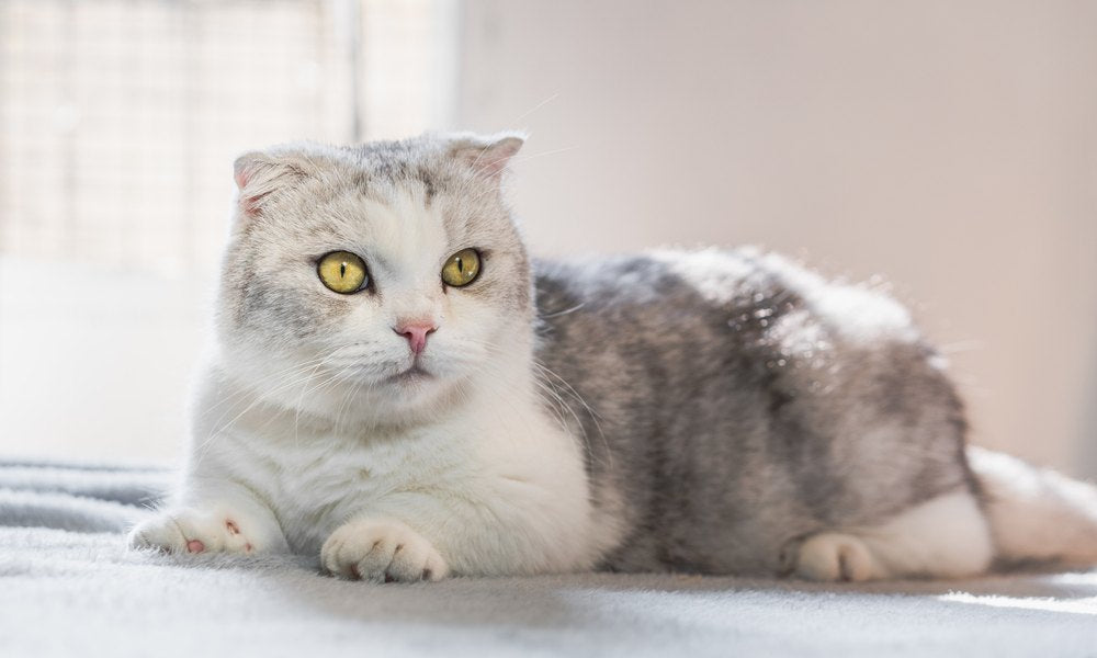 Un chat nain coûte très cher de part son prix. Le petit chat blanc et gris est allongé sur un lit. Il regarde vers la droite de l'écran avec ses yeux jaunes. Le fond est flou.