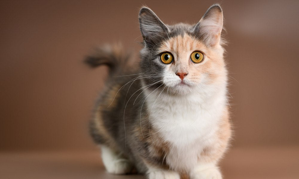 Un chat nain, de race Munchkin, blanc, gris et roux est au centre de l'image et regarde l'objectif. Il a des yeux oranges. Le fond est flou et marron.