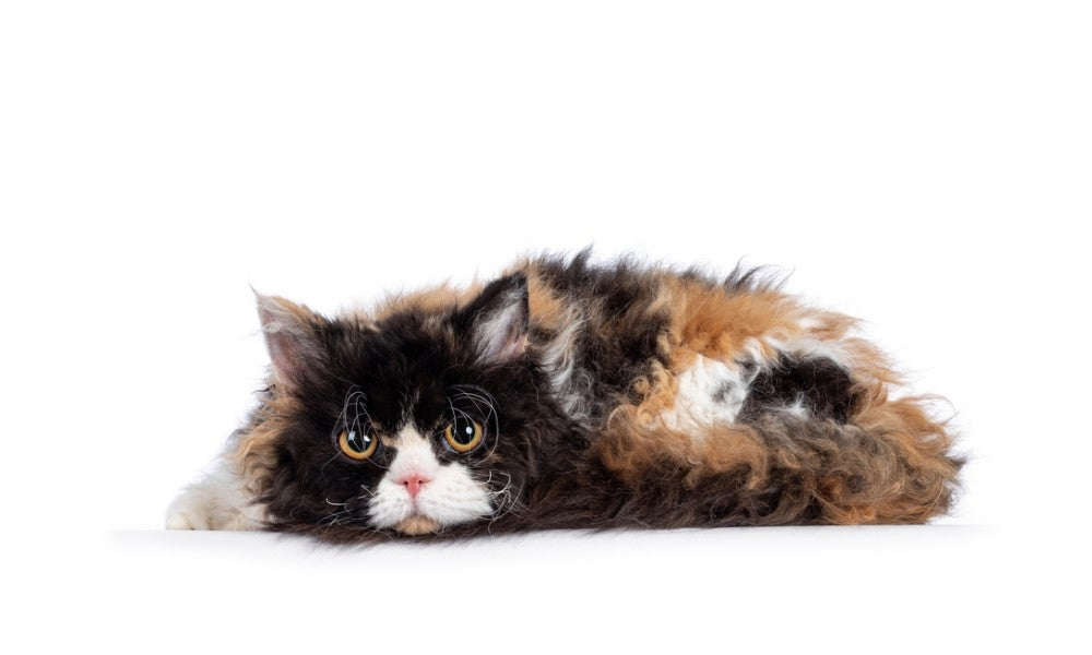 Un très beau chat de race Selkirk Rex, a! nez écrasé et aux longs poils frisé, est allongé au centre de l'image. Il regarde l'objectif avec de beaux yeux jaunes. Le fond est blanc.