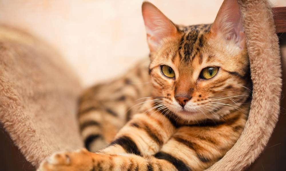 Un chat panthere de race Bengal est au centre de l'image, Il est allongé et regarde l'objectif.