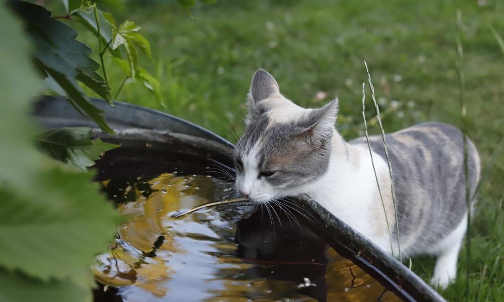 Un chat qui boit de l'eau fraîche dans un bac noir. Il est à l'extérieur, comme dans un jardin.