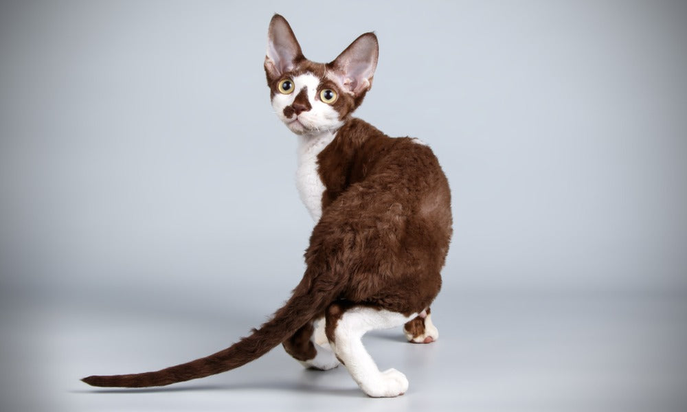 Un chat qui grandit pas, blanc et marron, de race Devon Rex est de dos et regarde vers le haut de l'image. Il a des grandes oreilles et des yeux jaunes. Le fond est blanc.