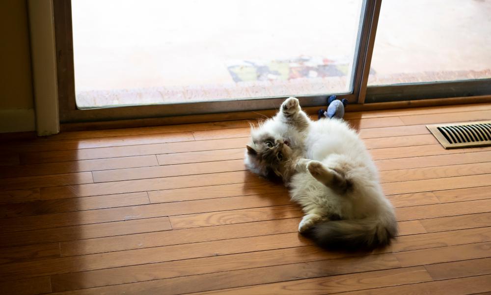 Un chat blanc qui ne grandit pas est allongé sur un parquet en bois. Il se roule par terre. On voit une baie vitrée derrière lui.