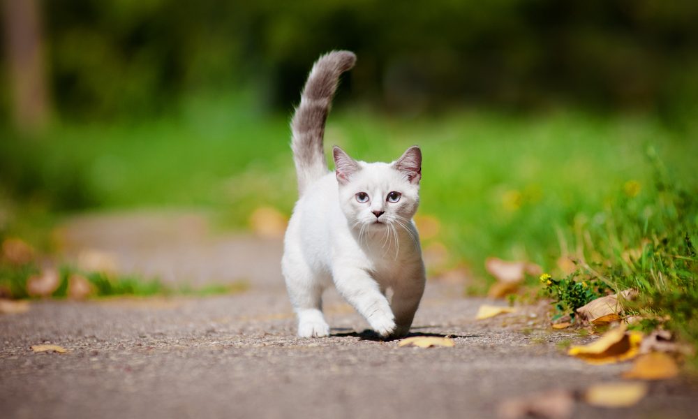 Un chat blanc Munchkin, qui reste petit court sur une route. Il regarde l'objectif. Autour de lui se trouve de l'herbe. Le fond est flou.