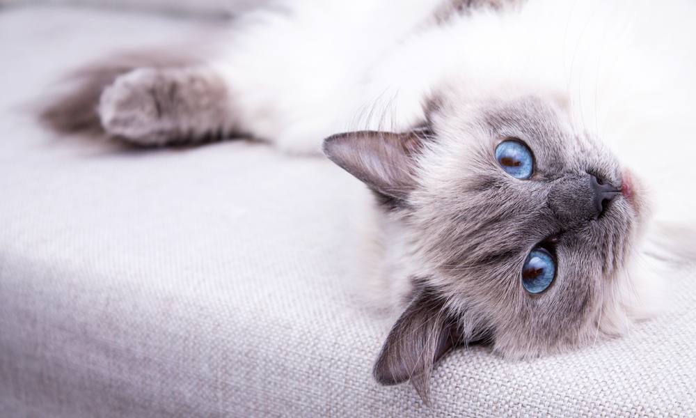 Un chat radgoll aux yeux bleus est allongé sur un canapé, au centre de l'image. Le chat regarde l'objectif.