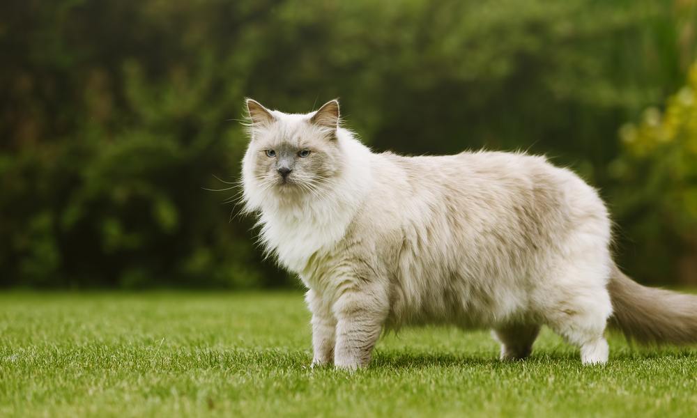 Un chat ragdol blanc est au centre de l'image. Il est dans un espace vert et semble chasser.