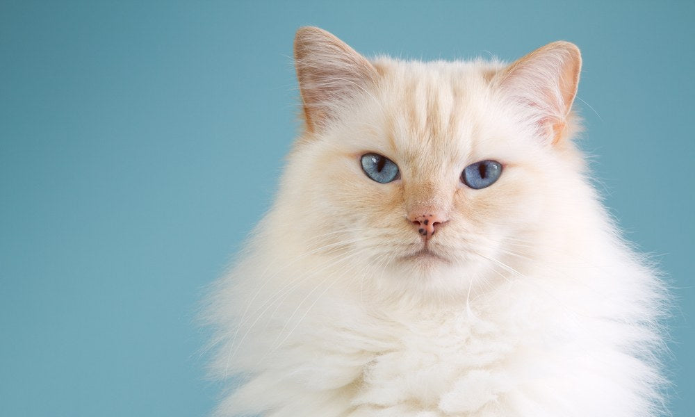 Un chat ragdoll beige aux yeux bleus est au centre, un peu à droite de l'image. Il regarde l'objectif, il a de longs poils. Le fond est bleu ciel.