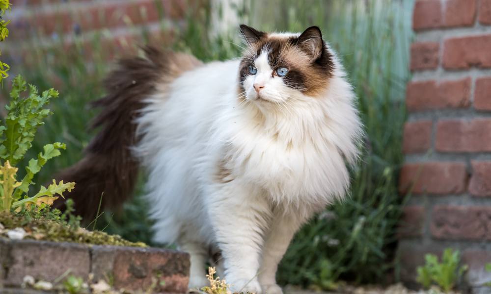Un chat ragdolls aux poils longs est dehors, dans un jardin. Il regarde vers la droite de l'image avec ses yeux bleus.