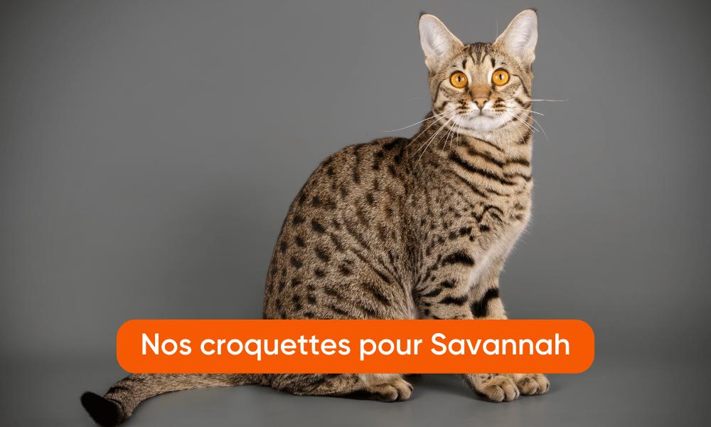 Un chat savanah est au centre de l'image et regarde vers l'objectif. Un call to action orange incite à cliquer sur l'image.