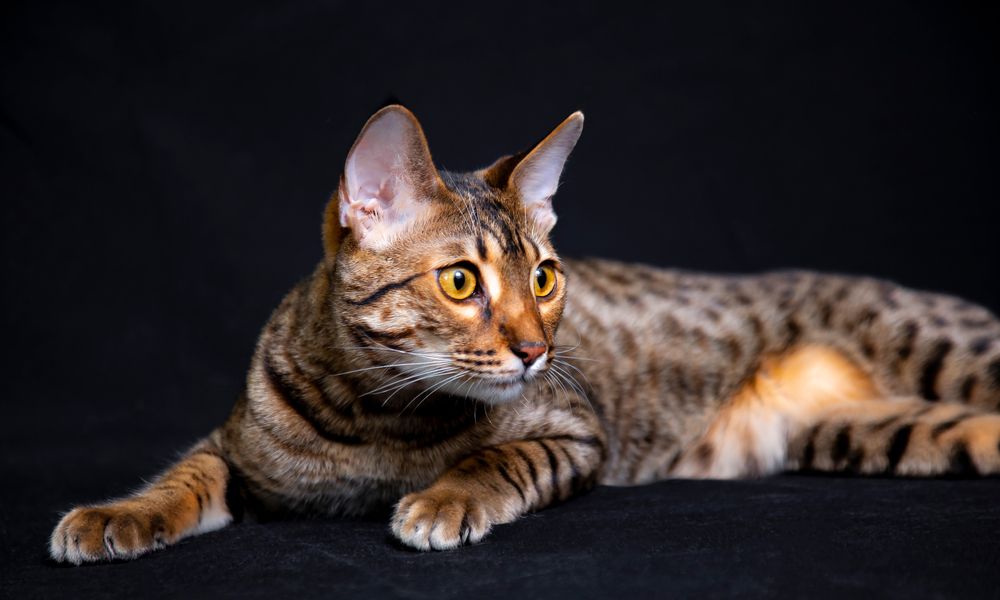 Un chat savannah est au centre de l'image. Il est allongé et regarde vers la droite. Le prix d'un chat de race est élevé.