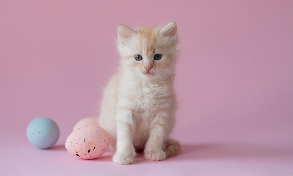 Un chaton a adopter est au centre de l'image. Le félin roux regarde l'objectif. À se pattes se trouvent des oeufs. Le fond est rose.