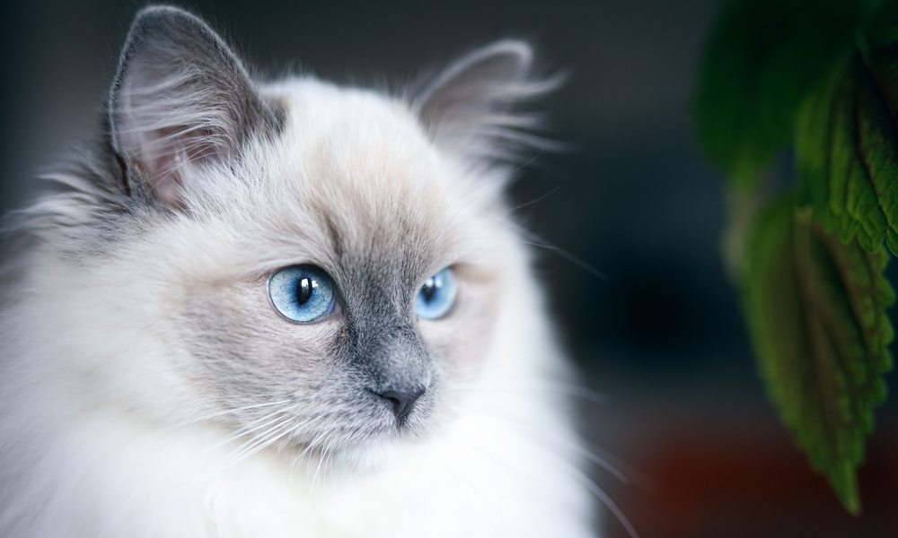 Un chaton ragdol aux yeux bleus est au centre gauche de l'image. Le chat regarde vers la droite. Le fond est flou.