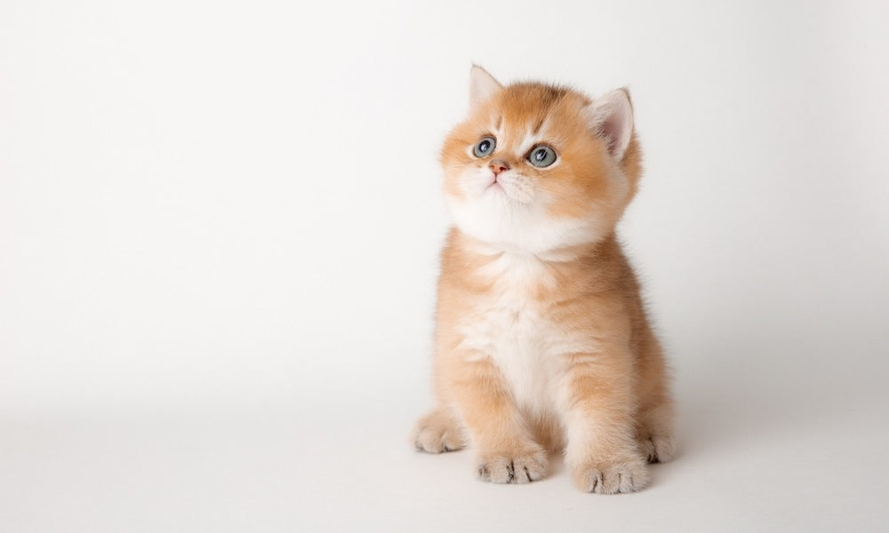 Il y a des chaton de la même portée blanc et noir. Les trois regardent vers la droite de l'image avec de grands yeux. Ils sont debout devant une gamelle remplie de croquettes qui dépassent. Ils sont dans un jardin avec de l'herbe toute verte.