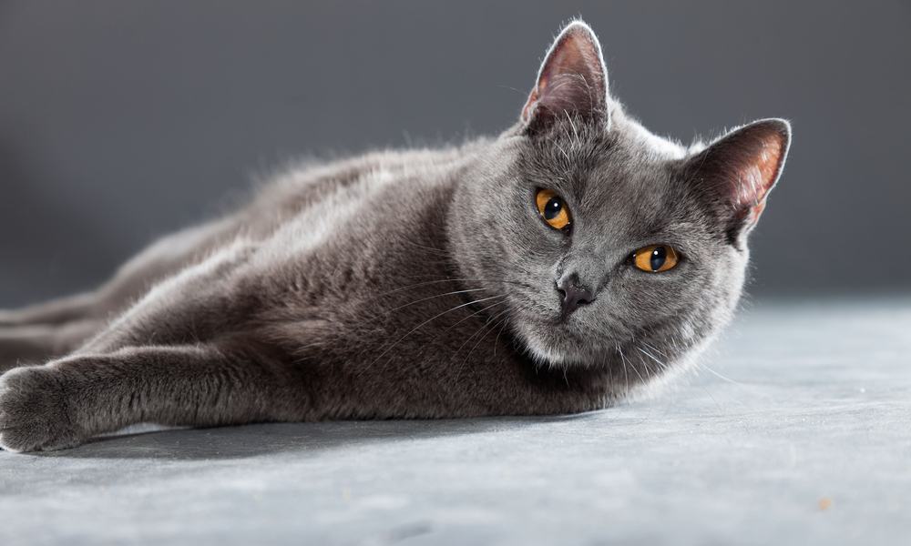 Un chat chartreux gris aux yeux jaune or regarde vers l'objectif. Le chat est allongé sur le sol. Le fond est flou.