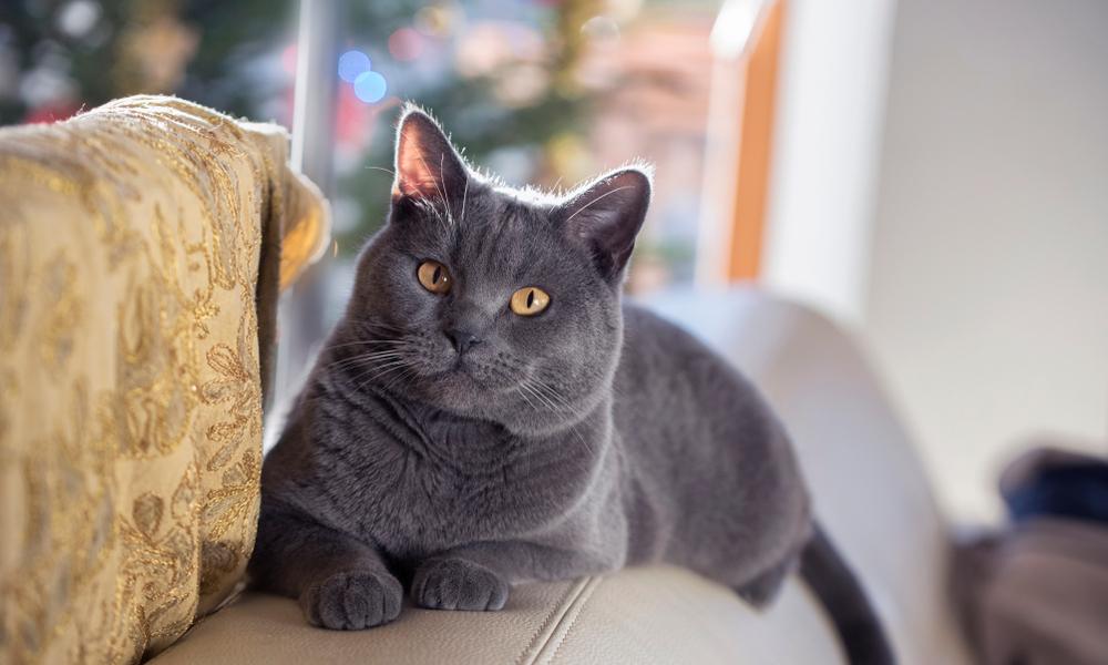 Un chats chartreux de race est allongé sur un canapé. Il regarde l'objectif. Le fond est flou.