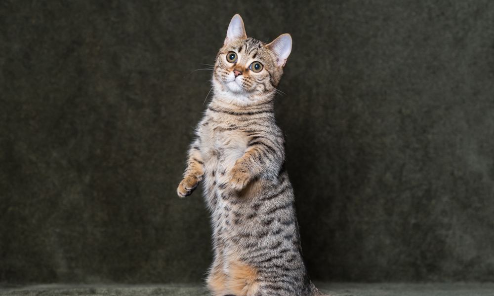 Un chats nains tigré est debout, sur ses deux pattes arrières. Il regarde sur la gauche de l'image. Le fond est sombre.