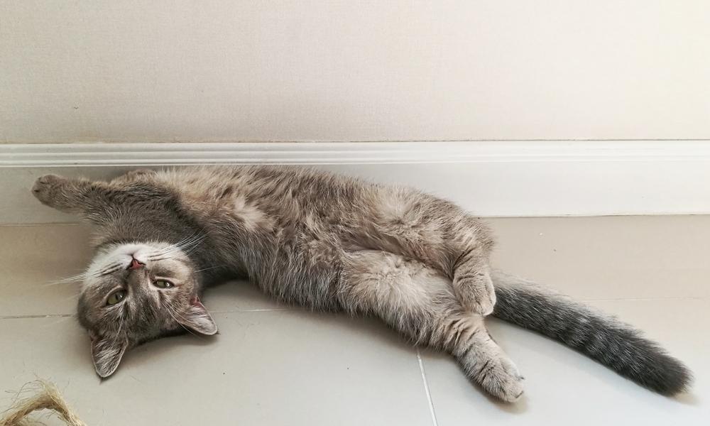 Un chat gris fait partie des chats qui reste petit. Il est allongé sur le sol et regarde l'objectif.