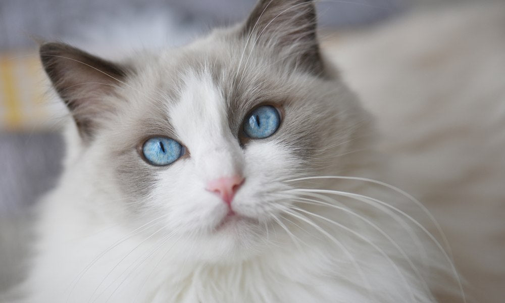 Les chats ragdoll ont des yeux bleus comme celui sur l'image. Le chat regarde l'objectif. Le fond est flou.