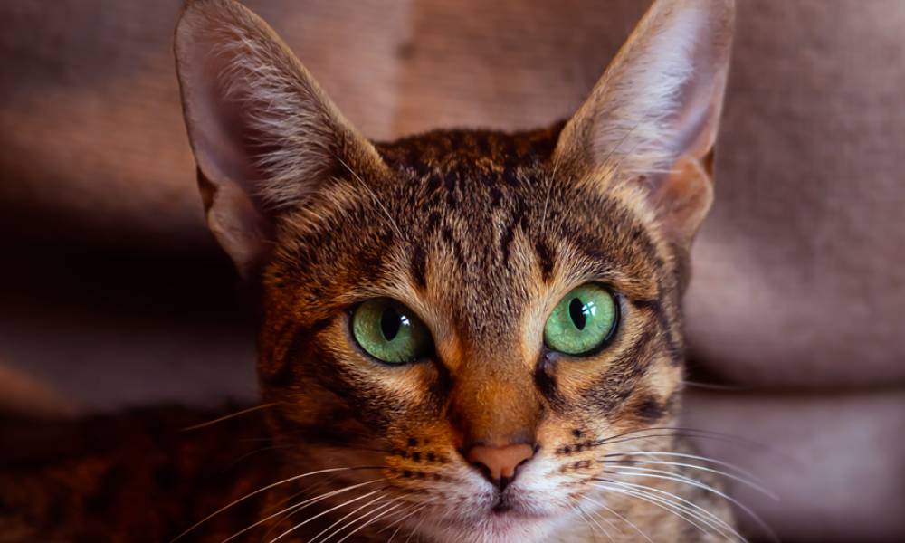 Le prix des chats savannah est assez élevé car c'est un chat rare. Le félin en gros plan regarde l'objectif.