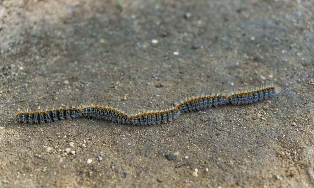 Une file indienne de chenille processionnaire est au centre de l'image. Cet insecte est dangereux pour la santé du chien.