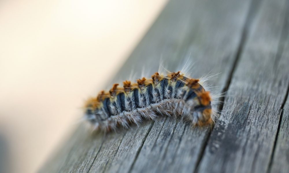 Un chenille processionnaire est au centre de l'image. C'est un insecte dangereux pour la santé du chien. La chenille est en gros plan sur du bois.