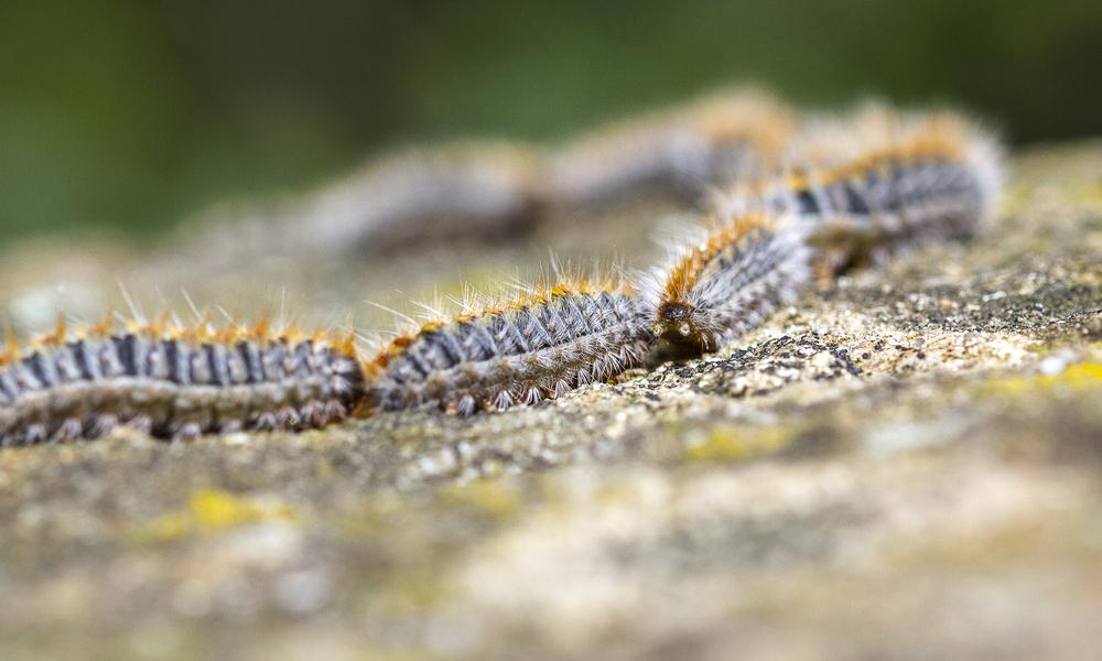 Une file indienne de chenille processionnaire est en gros plan. Elles se suivent sur une roche. Le fond est flou.