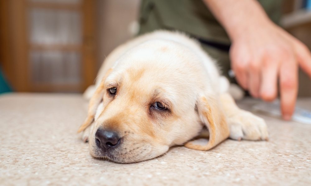 Un Labrador beige est malade car il a touché des chenille processionnaires, toxique pour le chien. Il est allongé et se sent mal.