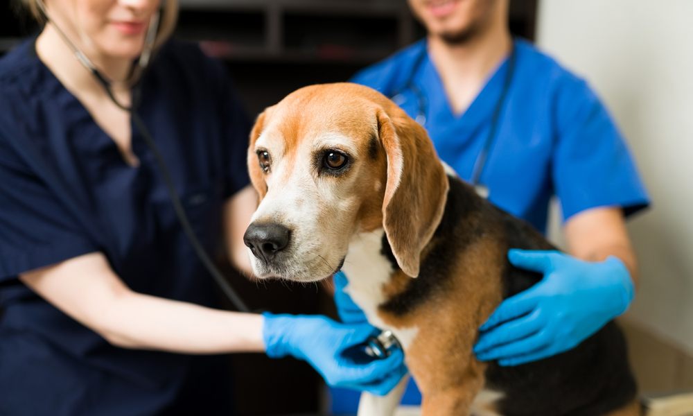 Un chien à touché des chenilles processionnaires. Le chien est chez le vétérinaire et se fait ausculter par deux médecins.