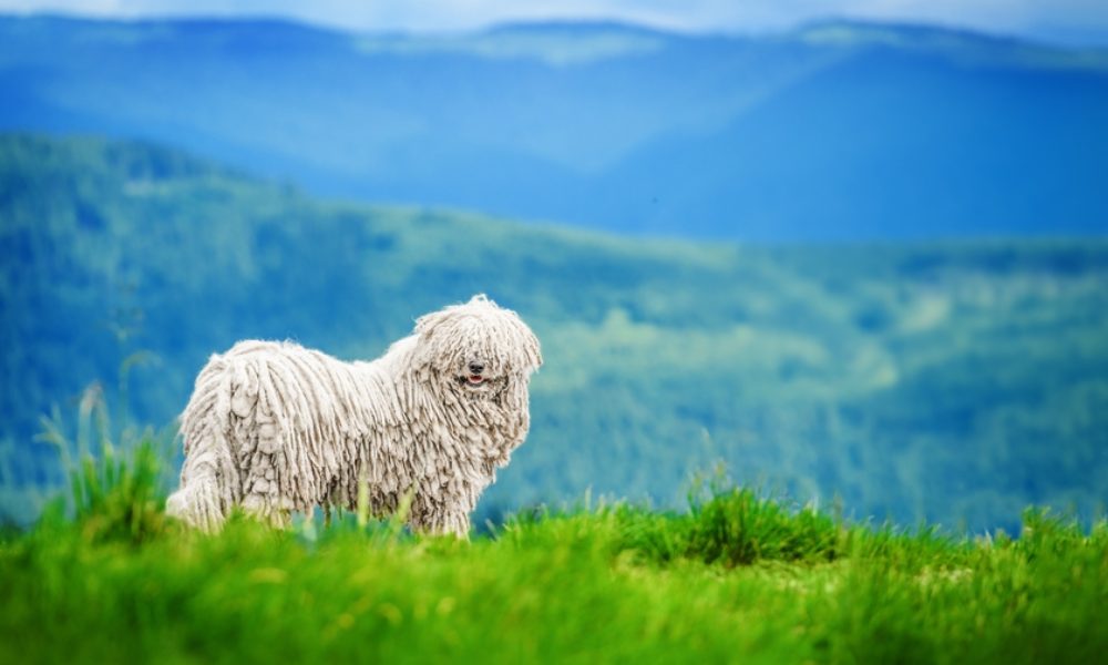 Un chien a poil long, un komondor hongrois blanc est dans une campagne montagneuse.
