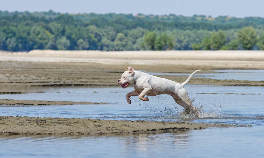 Un chien argentin blanc est entrain de courir sur une plage dans le l'eau. Le chien à l'air heureux.
