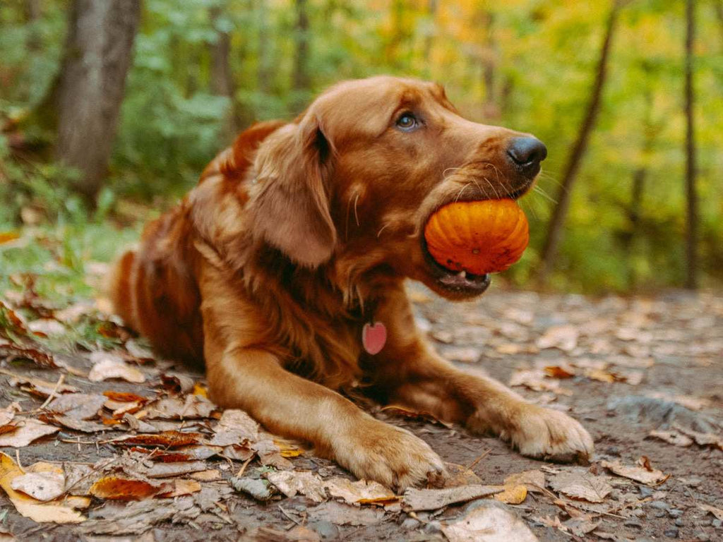 Un chien beige mange une citrouille sur le sol. C'est un légume très bon pour la santé du chien.