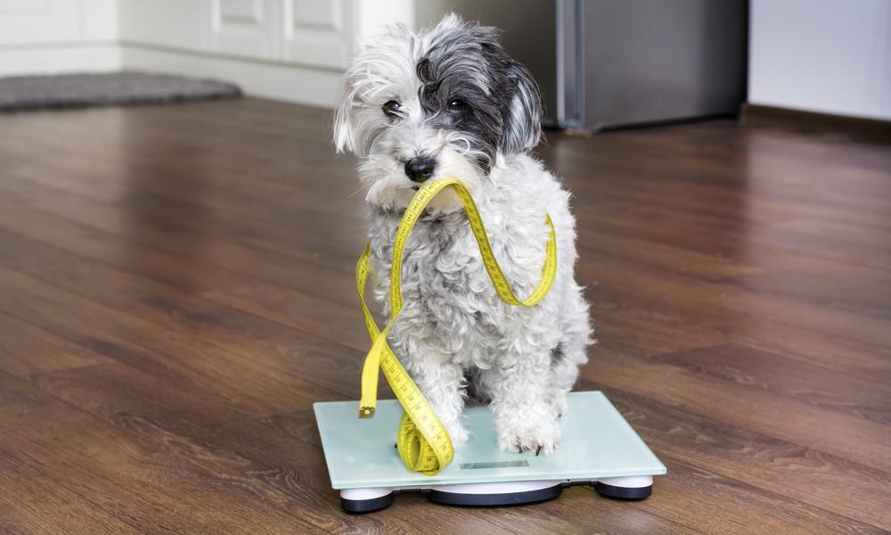 Un chien avec des bourrelet tient un mètre jaune pour mesurer le tour de taille ou de ventre de l'animal.
