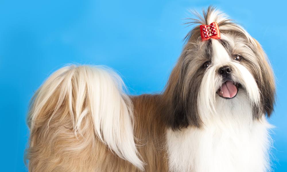 Un chien chitsu aux poils longs est au centre de l'image et tire la langue. Il a l'air heureux. Le fond est bleu.