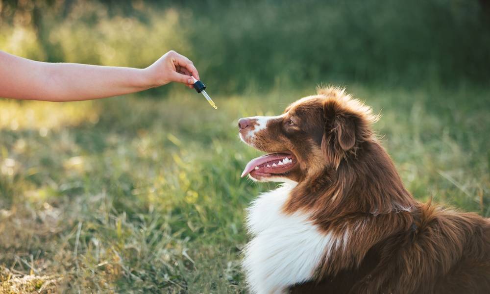 Un magnifique chien Berger Australien est au centre de l'image, une main de femme essaye de donner de l'huile de coco avec une pipette sur la gauche de l'image. Le fond est flou, mais on comprend qu'ils sont dans un espace vert.