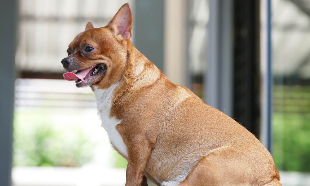 Un chien chihuahua beige en surpoids tire la langue. Il est obèse et regarde vers la gauche de l'image.