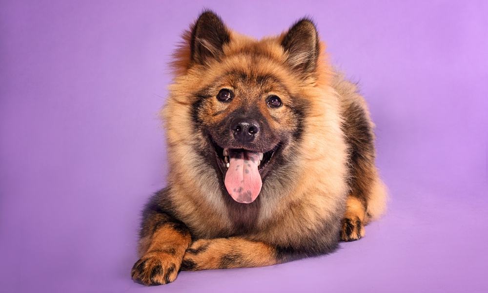 Un chien eurasien est au centre de l'image. Le chien tire la langue. Le fond est violet.