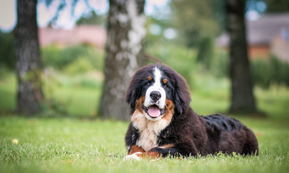 Un bouvier Bernois, un chien à long poil est allongé dans l'herbe en regardant l'objectif. Le fond est flou mais on aperçoit la nature.