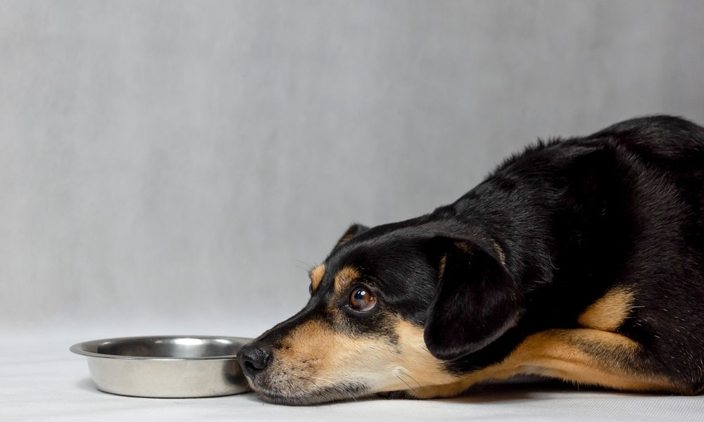 Un chien ne mange plus, un petit canidé noir et marron est allongé devant une gamelle. Il semble triste.