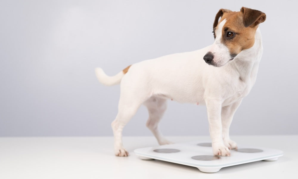 Un chien obese, un jack russell se pèse sur une balance car il est en surpoids. Il regarde vers la gauche de l'image.