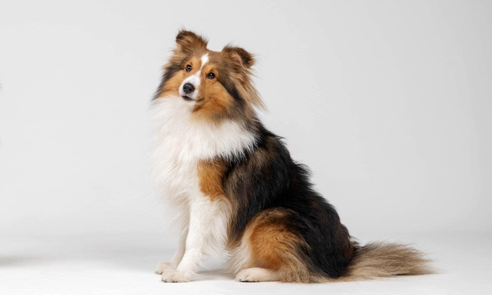 Un Shetland, un chien à poil long est au centre de l'image. Il regarde l'objectif. Le fond est blanc.