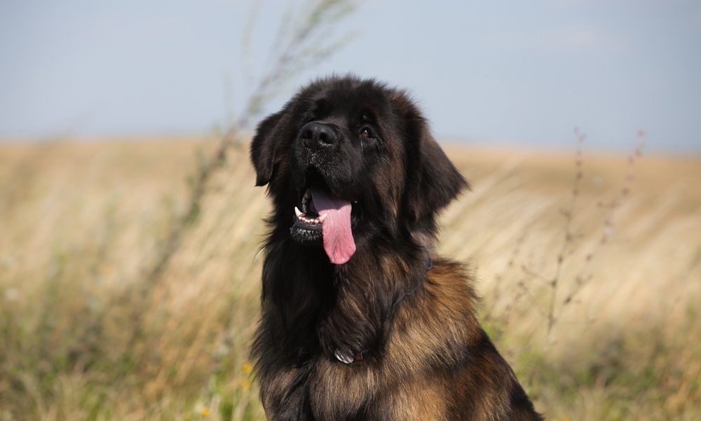 Un chien aux poils longs, un leonberger est au centre de l'image. Il tire la langue, dans un champs en arrière plan.