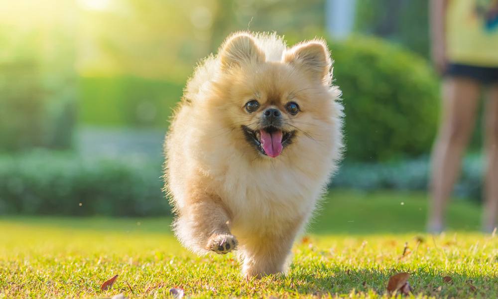 un chien poilu, un spitz nain de type pomeranian est au centre de l'écran entrain de marcher dans la nature. Le fond est flou.