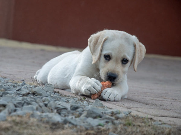 Un chien blanc mange une carotte sur le sol. C'est un légume très bon pour la santé du chien.