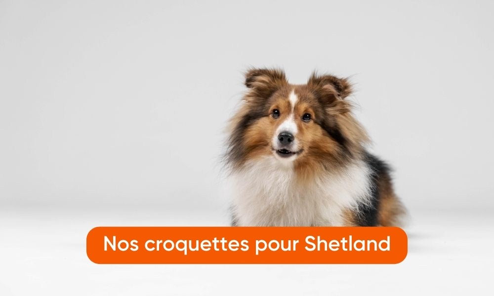 Un chien shetland est allongé au centre de l'image. Un call to action orange est au centre aussi pour inciter les clients à voir nos produits.