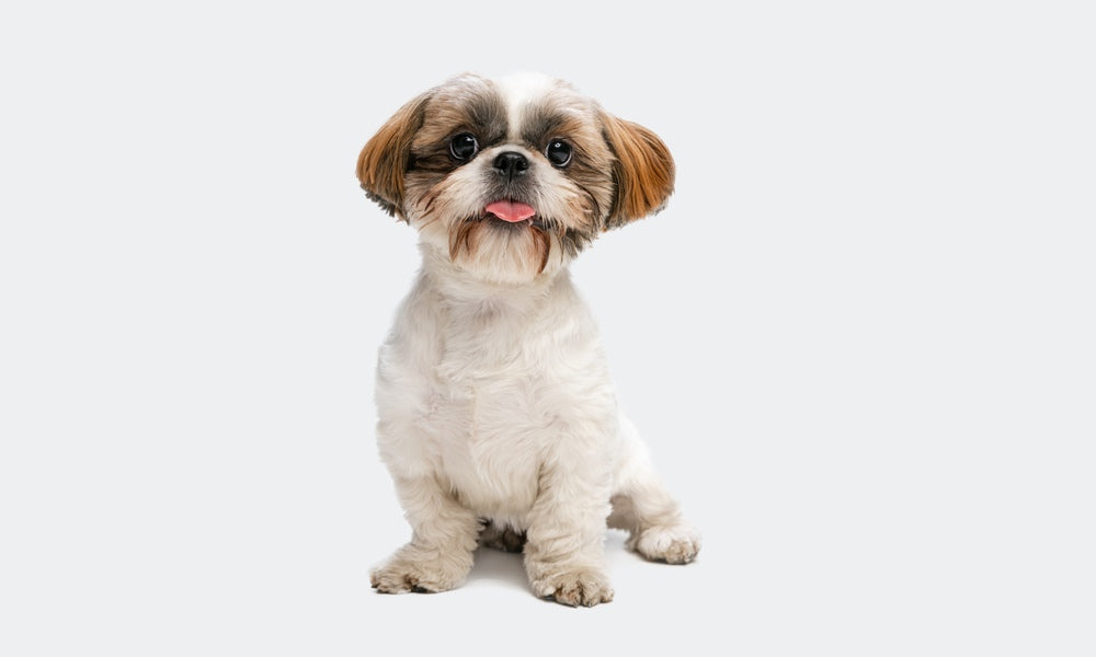 Un chien shitsu est au centre de l'image. Le chien tire la langue et regarde l'objectif. Le fond est blanc.