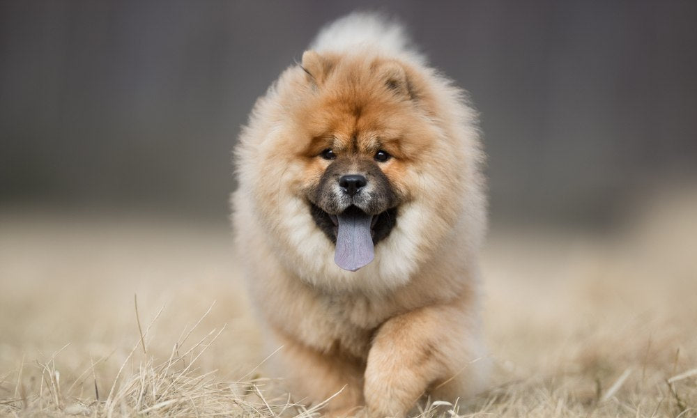 Un chow chow, une race de chien au poil long semble courir dans la nature. Il tire la langue qui est bleu.